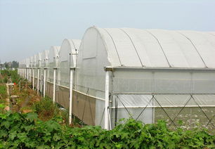 GLP625型薄膜連棟大棚特價供應 價格、廠家與圖片全解析